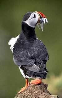 Shetland puffin with sandeels