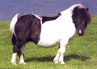 Shetland pony